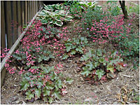 perennials