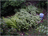 landscape design
